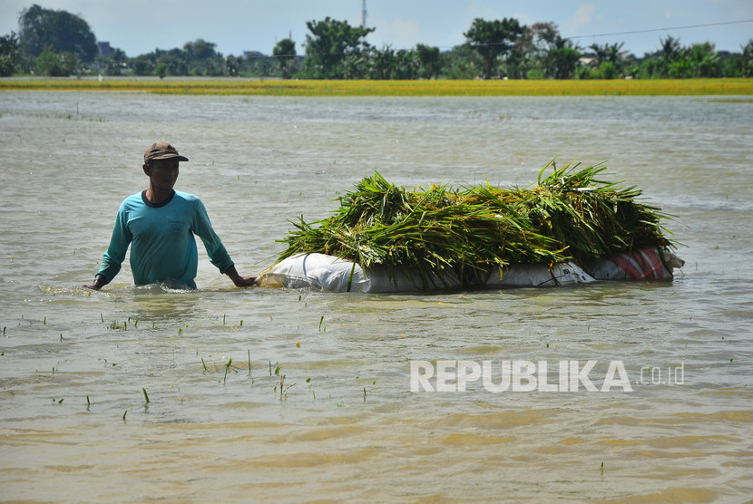 Warga membawa padi melintasi persawahan yang terendam banjir di Desa Setrokalangan, Kudus, Jawa Tengah, Selasa (25/2/2020). 
