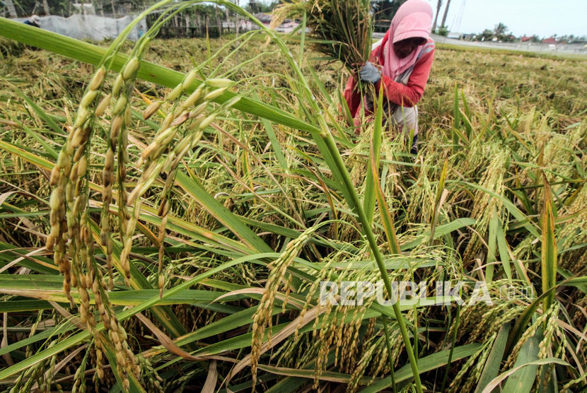 Petani memanen padi area persawahan tadah hujan di Desa Kandang, Lhokseumawe, Aceh. Perum Bulog Subdivisi Regional Lhokseumawe, Aceh, menyatakan gabah kering panen dan beras petani pada masa panen awal 2022 diserap pihak swasta.