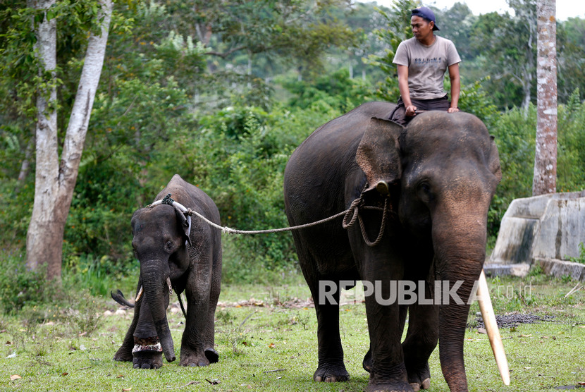 Gajah Sumatera diduga dibunuh warga karena kerap masuk ke pemukiman (Foto: ilustrasi Gajah Sumatera)