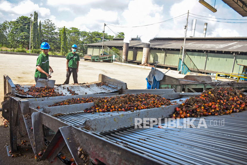 Sejumlah pekerja menyortir buah kelapa sawit. Pabrik ditutup lantaran adanya karyawan yang positif Covid-19. Ilustrasi.