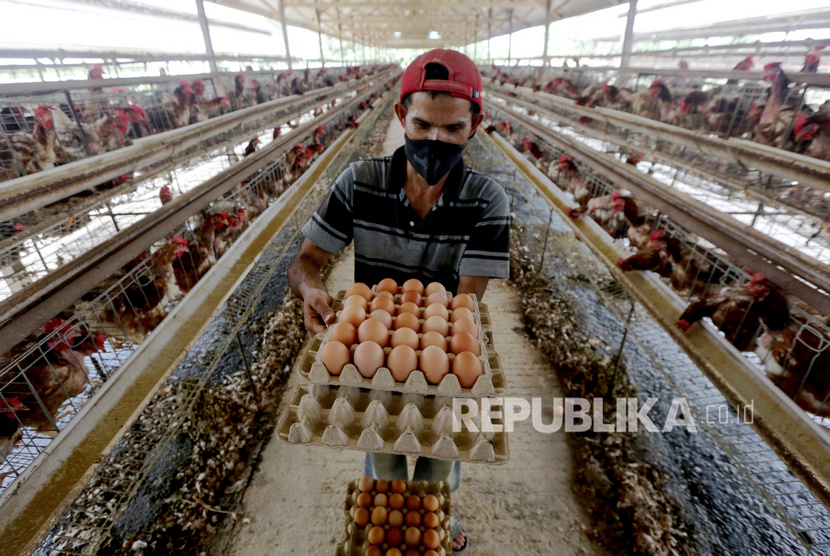 Pekerja membawa telur ayam ras yang baru dikutip di kandang UPTD Balai Ternak Non Ruminansia (BTNR) Dinas Peternakan Provinsi Aceh, Blang Bintang, Aceh Besar, Aceh, Kamis (27/2/2020).