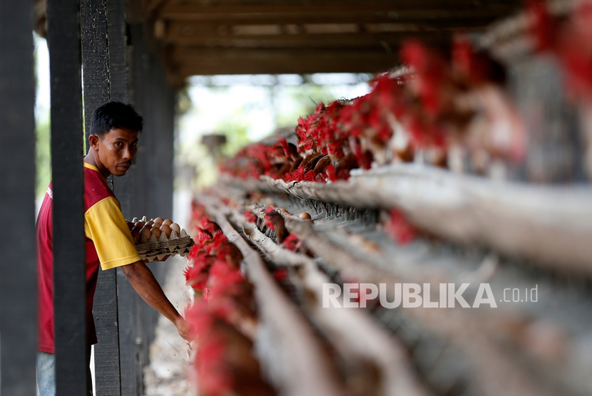 Pekerja mengutip telur ayam ras di kandang UPTD Balai Ternak Non Ruminansia (BTNR) Dinas Peternakan Provinsi Aceh, Blang Bintang, Aceh Besar, Aceh, Kamis (27/2/2020). 