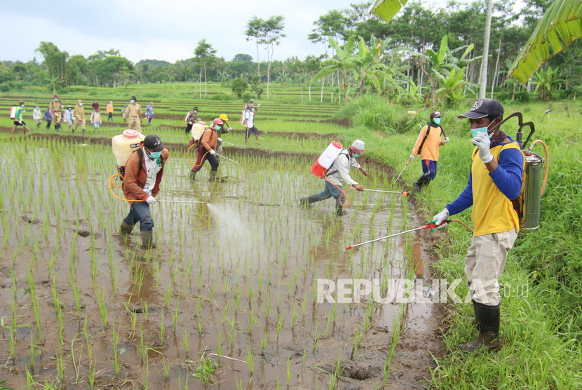 Petani melakukan penyemperotan untuk pengendalian hama padi di Kampung Anyar Glagah, Banyuwangi, Jawa Timur, Senin (2/3/2020).