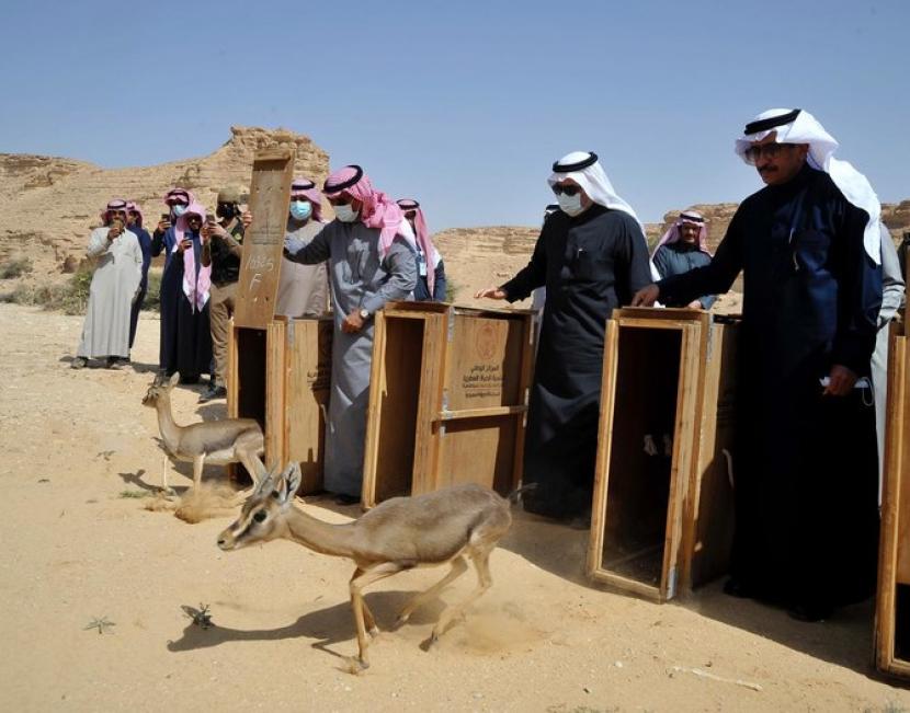 22 Hewan Langka Dilepaskan ke Kawasan Lindung Arab Saudi