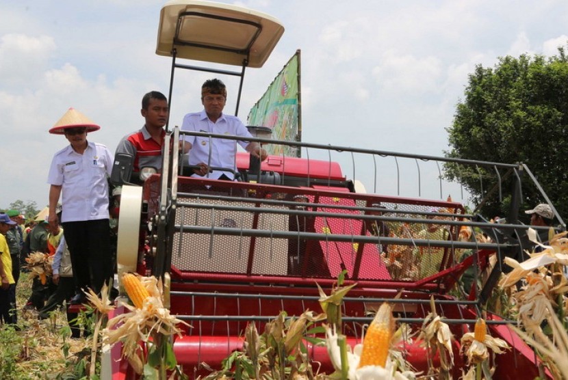 6. Pengembangan budidaya tanaman jagung, menjadi salah satu fokus perhatian Pemkab Bandung dalam upaya meningkatkan kedaulatan pangan.(ilustrasi)