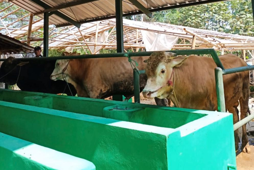  Korporasi peternak sapi potong Brahman Sejahtera di Subang yang berbentuk koperasi. 