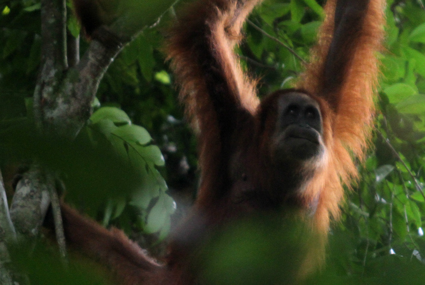 Orangutan Sumatra (Pongo abelii) liar bergelantungan di dahan pohon. ilustrasi ANTARA FOTO/Syifa Yulinnas/ws