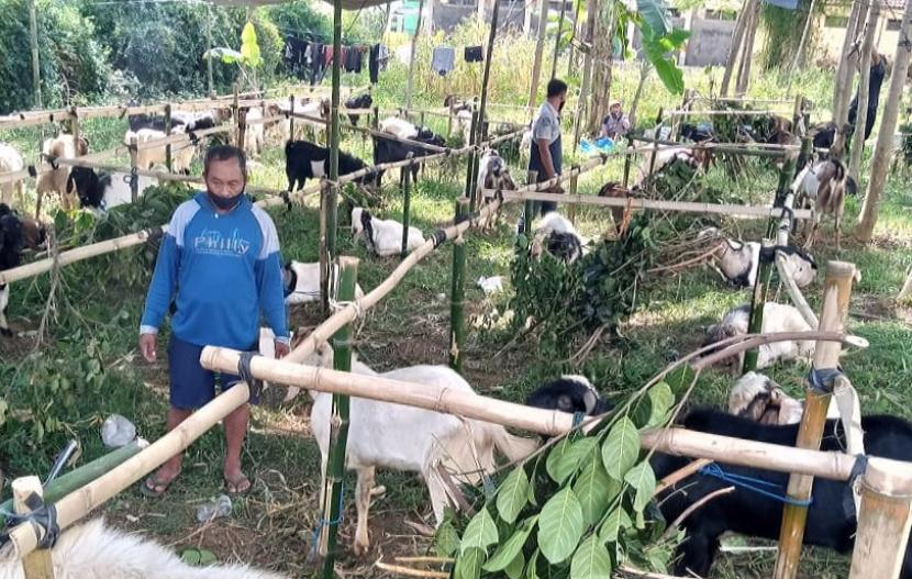 Pasar hewan qurban di Pacitan, Jawa timur. Ada banyak manfaat hewan qurban dipuasakan setidaknya 12 jam sebelum disembelih. 