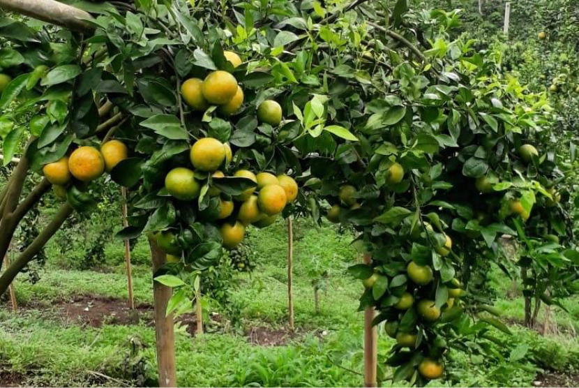 Kementan mendorong registrasi kebun buah untuk menyiapkan sistem jaminan mutu buah dan sayur. 