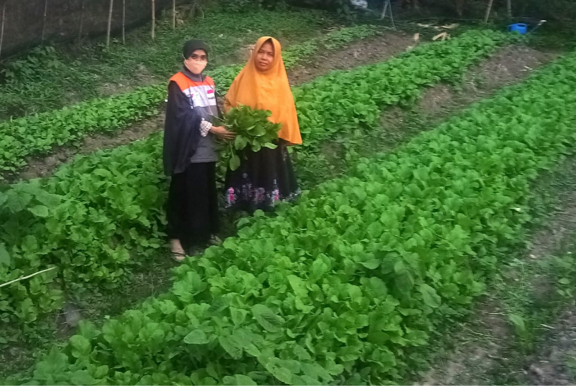 Rumah Zakat terus dampingi penerima manfaat pengelola kebun gizi.