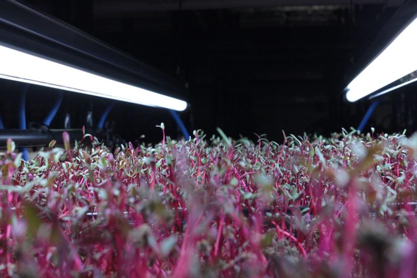 Microgreens