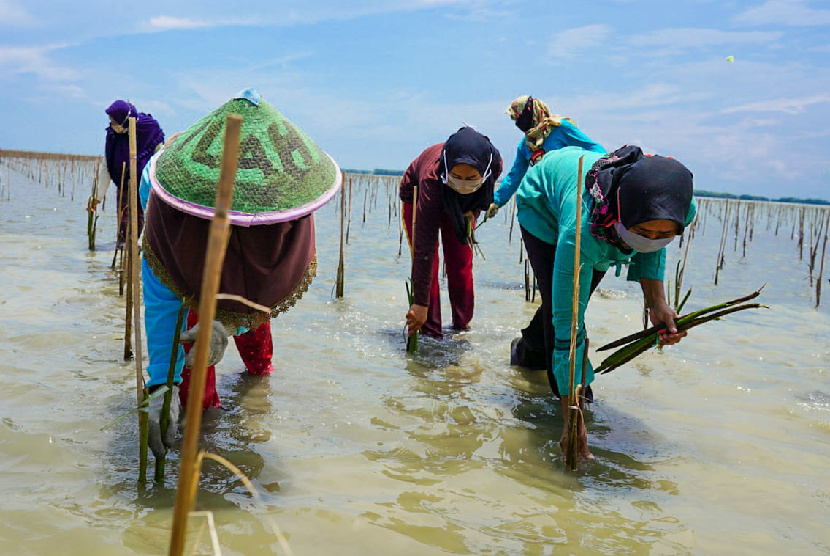 Sejumlah petani menanam bibit mangrove usai acara tanam mangrove