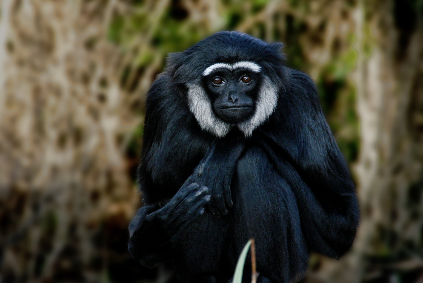 Owa ungko (Hylobates agilis)