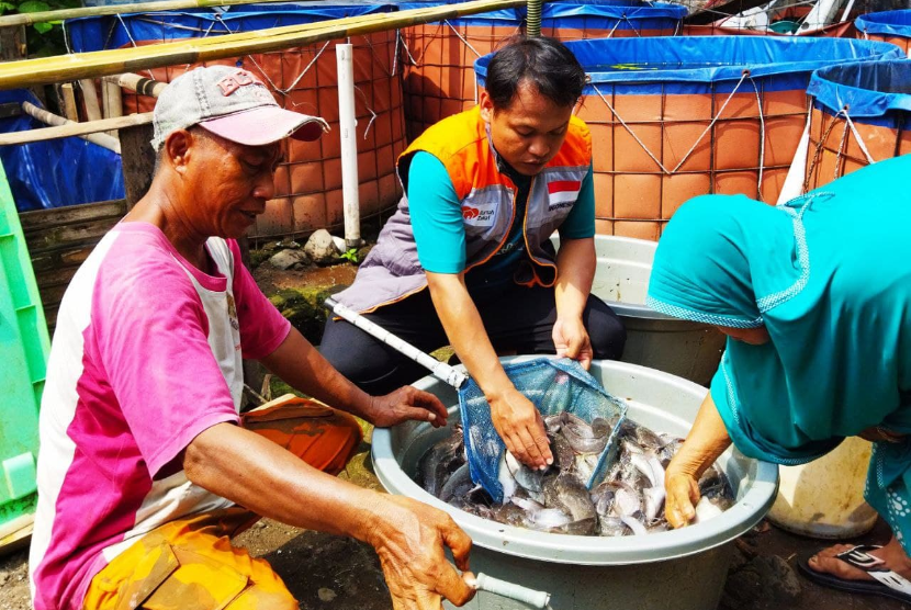 Petani Ikan yang tergabung dalam BUMMas Marga Jaya binaan Rumah Zakat yang ada di Kelurahan Margadana, Kota Tegal, Jawa Tengah melaksanakan panen ikan lele. 