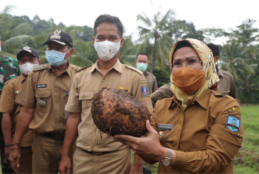 Bupati Serang Ratu Tatu Chasanah mengakui Kabupaten Serang  memiliki potensi agrobisnis melalui  tanaman Porang. Bahkan, bisa ekspor ke mancanegara. 