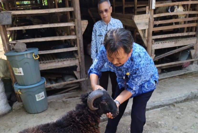 BPP Kecamatan Jatitujuh memeriksa kesehatan domba untuk kurban di Kampung Domba Desa Babajurang. .