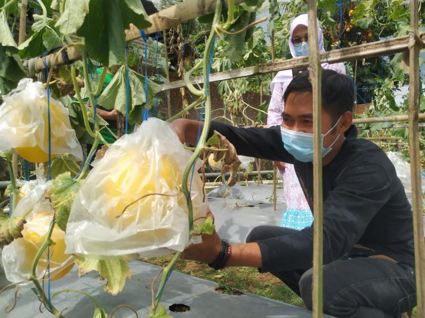 Sejumlah pembeli memetik langsung melon dari kebunnya di kawasan Gunung Ranji, Kecamatan Kawalu, Kota Tasikmalaya, Jumat (3/9). 