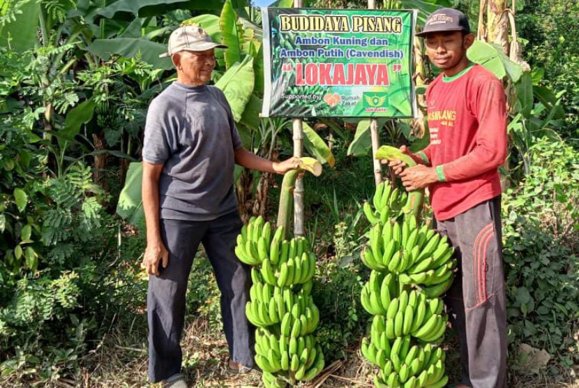 Berkat bantuan modal yang diberikan oleh Rumah Zakat, para pemuda Lokajaya dapat menikmati hasil panen Budidaya Pisang.