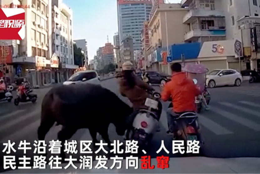 Tangkapan layar video yang memperlihatkan seorang pengendara sepeda motor diseruduk kerbau di kota Yulin, Provinsi Guangxi, China, 9 November 2021.