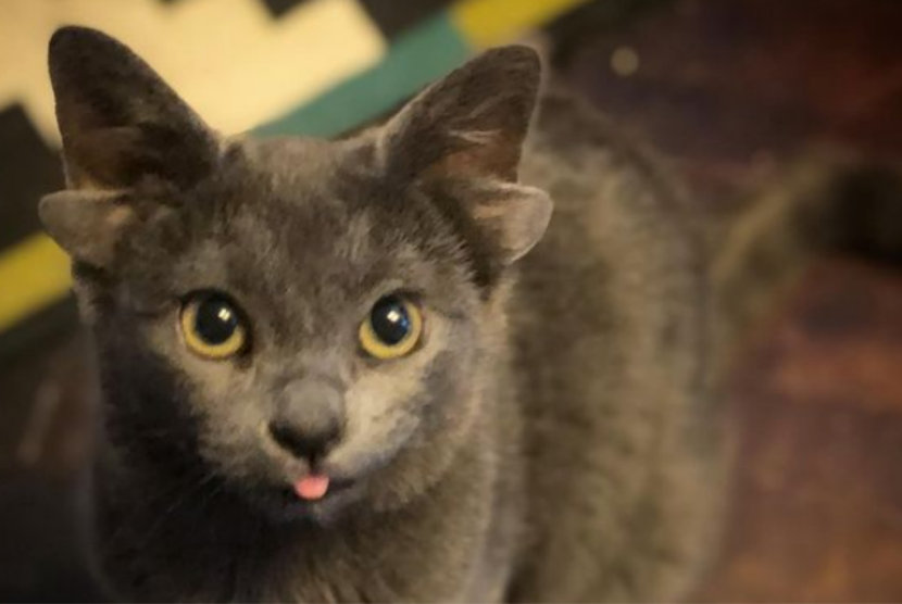 Midas, kucing liar di Turki yang terlahir dengan empat kuping. Midas telah diadopsi dan menjadi selebritas media sosial.