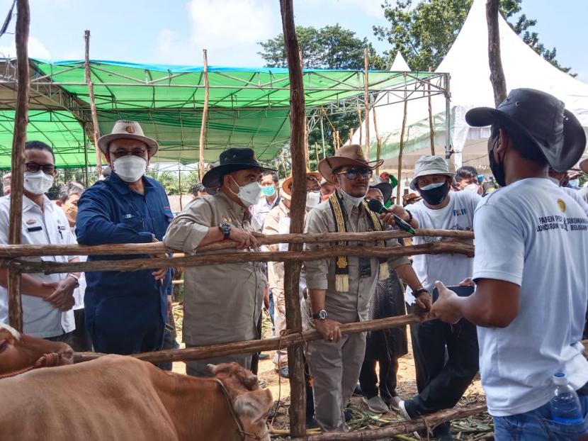 Mentan Syahrul Yasin Limpo saksikan peluncuran 100 ribu ekor sapi belgium blue di kabupaten  Lampung Tengah, Lampung, Rabu (8/12).
