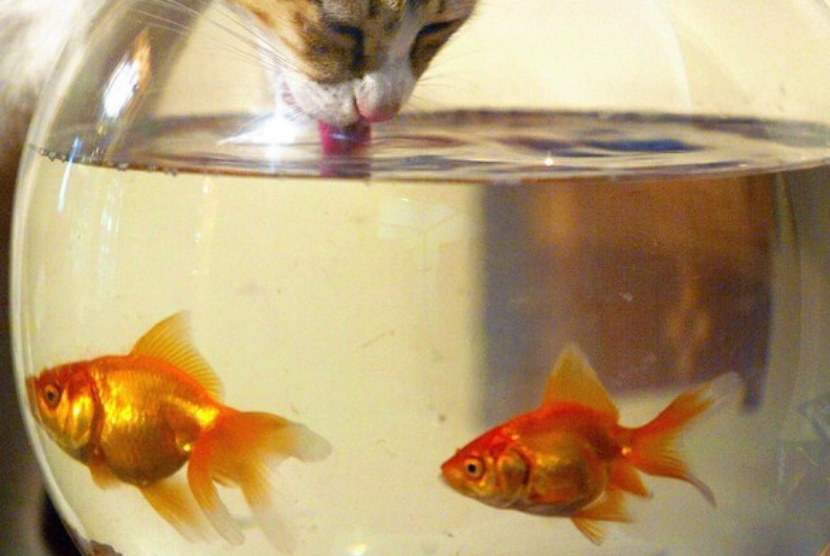 Kucing sedang minum dari fish bowl. Perusahaan penyedia akuarium di Prancis, AgroBiothers Laboratoire, tak lagi menjual fish bowl sebagai bentuk edukasi kepada konsumen. 