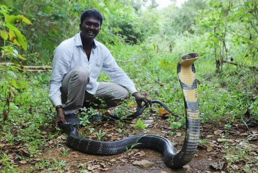 Vava Suresh, pria asal Kerala yang dijuluki Steve Irwin India, berpose di belakang king kobra.