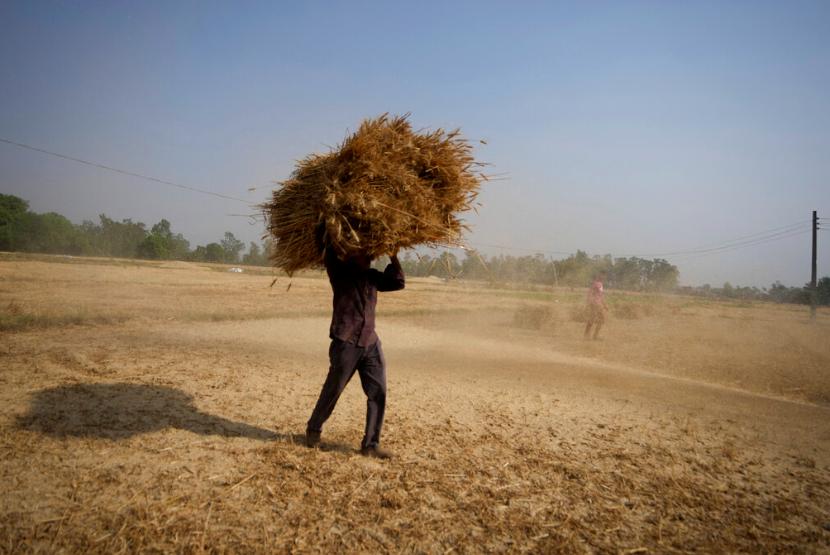 Seorang petani India membawa tanaman gandum yang dipanen dari ladang di pinggiran Jammu, India, 28 April 2022. India pada hari Minggu mengatakan telah membuka jendela bagi negara-negara yang kekurangan pangan untuk mengimpor gandum dari negara itu di tingkat pemerintah meskipun ada pembatasan tentang ekspor diumumkan dua hari lalu.