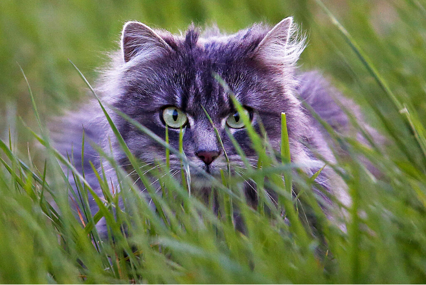 Seekor kucing tengah duduk di rerumputan. 