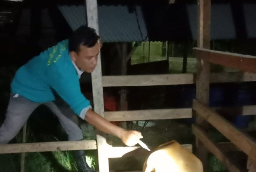 Pendamping Desa Berdaya Guha Uleue Kecamatan Kuta Makmur Aceh Utara melakukan pengecekan dan memonitoring perkembangan kesehatan sapi pascapelaksanaan vaksinasi di Kandang Bummas bersama Sepakat Indatu BSI guna mencegah serangan virus PMK.