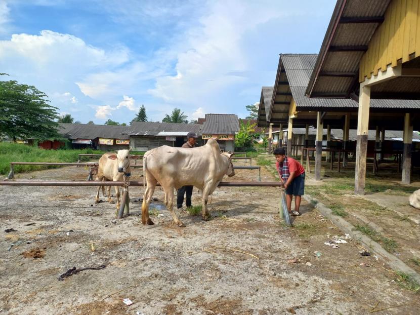 Dinas Pertanian Kota Bandarlampung, Provinsi Lampung, memastikan hewan kurban di tempat-tempat penjualan di wilayahnya, aman dari penyakit mulut dan kuku (PMK). (ilustrasi).