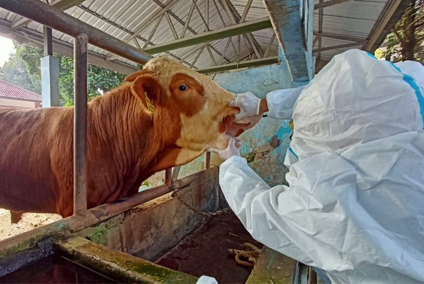 Pemerintah terus melakukan percepatan vaksinasi terhadap hewan ternak untuk mencegah peningkatan jumlah hewan sakit PMK atau Penyakit Mulut dan Kuku.