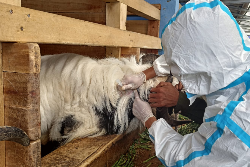 Pemerintah terus melakukan percepatan vaksinasi terhadap hewan ternak untuk mencegah peningkatan jumlah hewan sakit PMK atau Penyakit Mulut dan Kuku.(Ilustrasi)