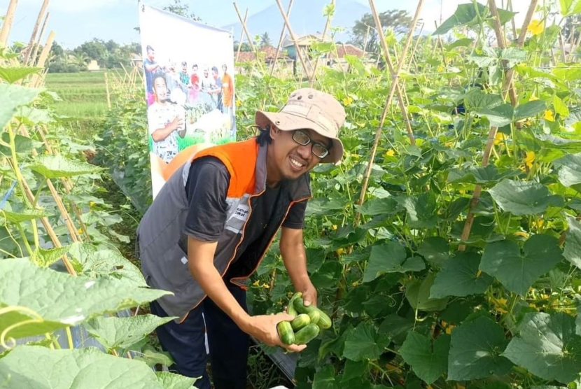 Relawan Rumah Zakat bersama petani binaan melaksanakan panen kedua dari kebun mentimun di Desa Berdaya Bangbayang, Cianjur, dengan hasil yang lumayan banyak.