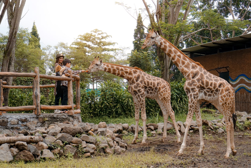 Royal Safari Garden merupakan hotel yang berlokasi di Bogor-Puncak kedatangan keluarga satwa baru yaitu dua ekor Jerapah dari Taman Safari Bogor. 