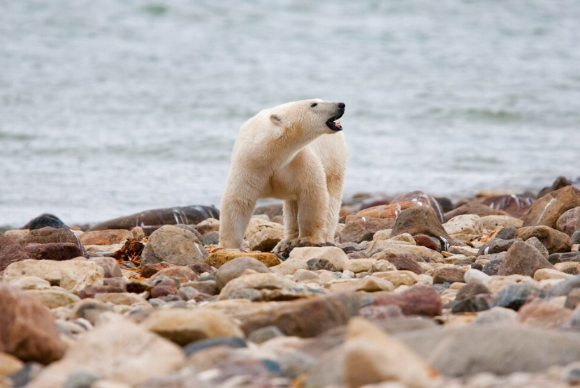 Seekor beruang kutub jantan berjalan di sepanjang pantai Teluk Hudson dekat Churchill, Manitoba, 23 Agustus 2010. Beruang kutub di Teluk Hudson Barat Kanada - di tepi selatan Kutub Utara - terus mati dalam jumlah besar, sebuah survei pemerintah yang baru dirilis Kamis, 22 Desember 2022, ditemukan.