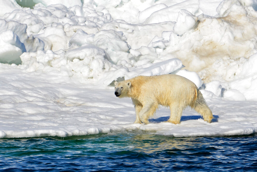 Pada tanggal 15 Juni 2014, file foto yang dirilis oleh US Geological Survey, seekor beruang kutub mengering setelah berenang di Laut Chukchi di Alaska. Seekor beruang kutub telah menyerang dan membunuh dua orang di sebuah desa terpencil di Alaska barat, menurut polisi negara bagian yang mengatakan mereka menerima laporan serangan pada Selasa, 17 Januari 2023, di Wales, di ujung barat Semenanjung Seward.