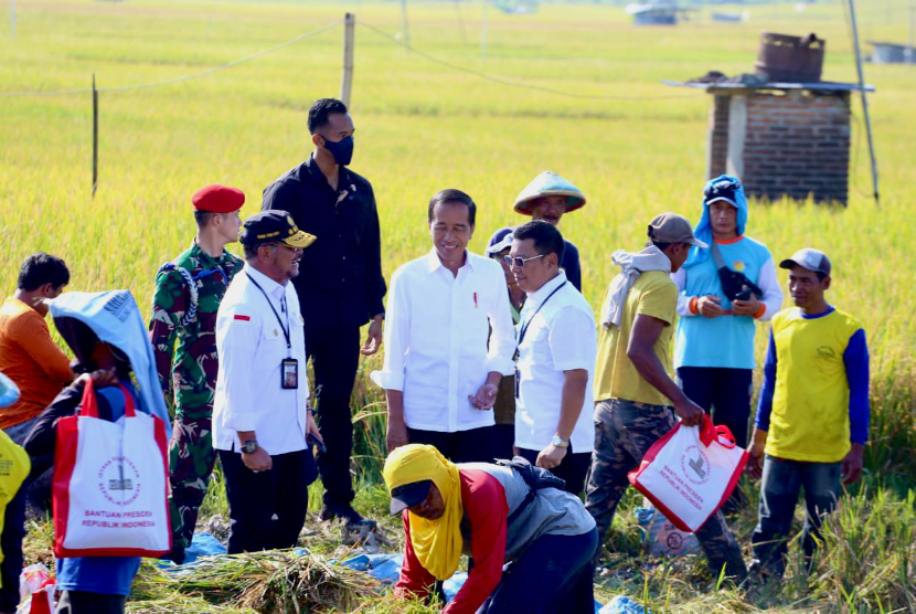 Presiden Joko Widodo didampingi Menteri Pertanian, Syahrul Yasin Limpo melanjutkan peninjauan panen di Kab Ngawi, Provinsi Jawa Timur (Jatim) pada Sabtu(11/3/2023). 