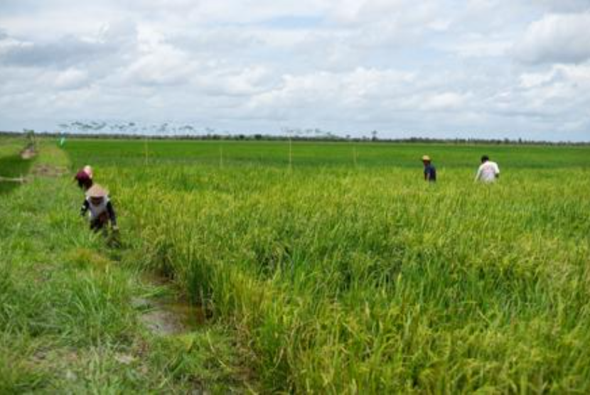 Pengembangan Food Estate di Provinsi Kalimantan Tengah. Pakar kebijakan publik sebut proyek food estate bisa mengatasi krisis pangan.