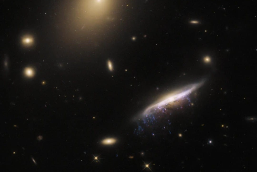 Gambar Teleskop Hubble pada pekan ini menunjukkan jenis galaksi yang tidak biasa yang mungkin terlihat lebih banyak di alam semesta daripada di antara bintang-bintang, yaitu Galaksi Ubur-ubur.
