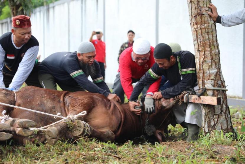 Pemerintah Provinsi (Pemprov) Kepulauan Bangka Belitung (Kep Babel) melakukan pemotongan 29 sapi kurban. 