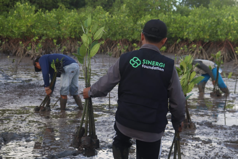 Sinergi Foundation tanam 3.000 pohon mangrove di Teluk Pangpang, Pantai Kili-kili, Kabupaten Banyuwangi, Jawa Timur, Rabu (12/7/2023).