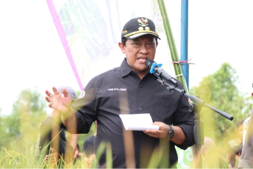 Wakil Gubernur (Wagub) Kalteng Edy Pratowo Panen Perdana Padi Inbrida di Desa Damparan, Kecamatan Dusun Hilir, Kabupaten Barito Selatan (Barsel), Selasa (12/9/2023).