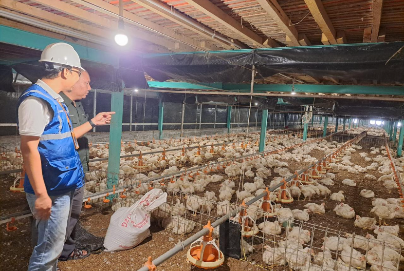 Usaha pembibitan ayam di Muara Enim, Sumatera Selatan jadi salah satu pelanggan program Electrifying Agriculture yang digagas PLN. Dengan meningkatkan penggunaan peralatan listrik, usaha tersebut bisa meningkatkan kapasitas produksi hingga 12 persen. Dari yang sebelumnya hanya 130-140 ribu butir telur per hari, menjadi di atas 150 ribu butir telur per hari.