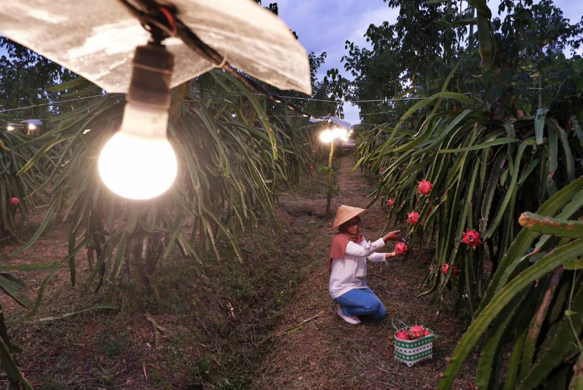 Produktivitas petani buah naga di Banyuwangi, Jawa Timur meningkat setelah memanfaatkan program electrifying agriculture PLN untuk penerangan lampu guna mempercepat pertumbuhan pohon buah naga.