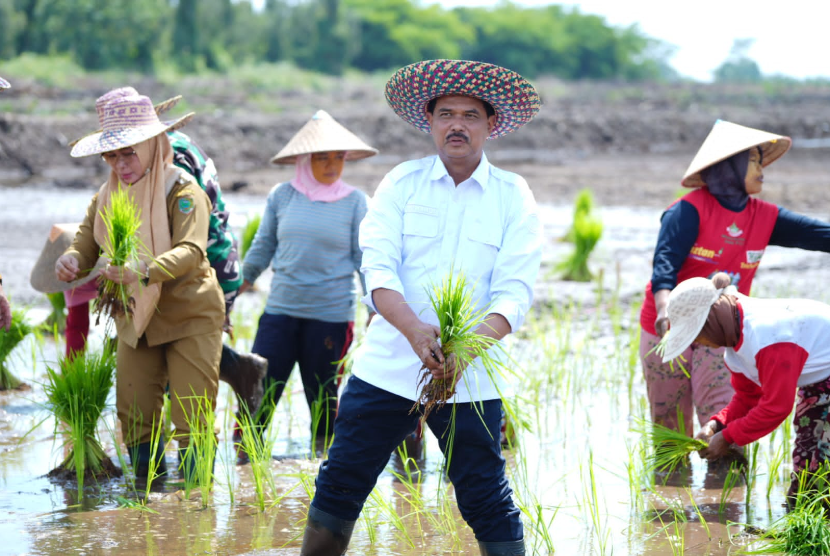 Food Estate mengoptimalkan lahan rawa di Pulang Pisau, Kalimantan Tengah.