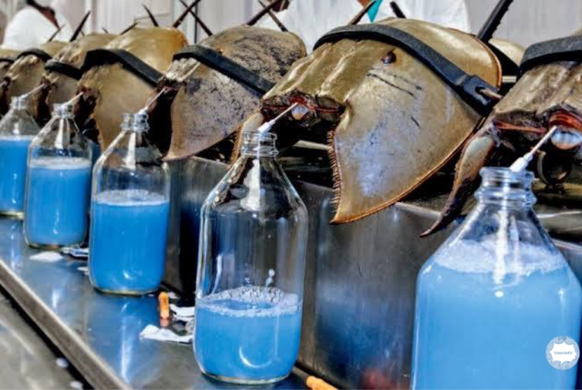 Kepiting tapal kuda memiliki darah biru yang bermanfaat bagi penelitian.