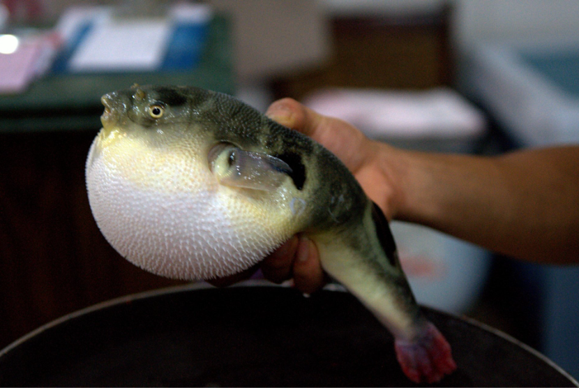 Ikan buntal/fugu fish. Diperlukan keahlian khusus dalam mengolah ikan buntal agar tidak keracunan saat mengonsumsinya.