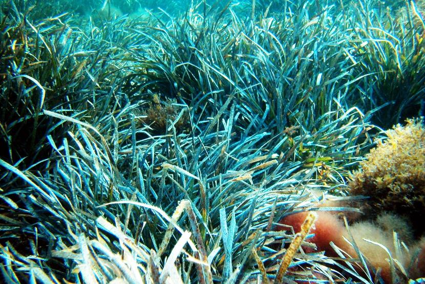 Padang lamun atau seagrass beds di pesisir pantai dihidupkan kembali sebagai bagian dari upaya global untuk mengatasi perubahan iklim. 