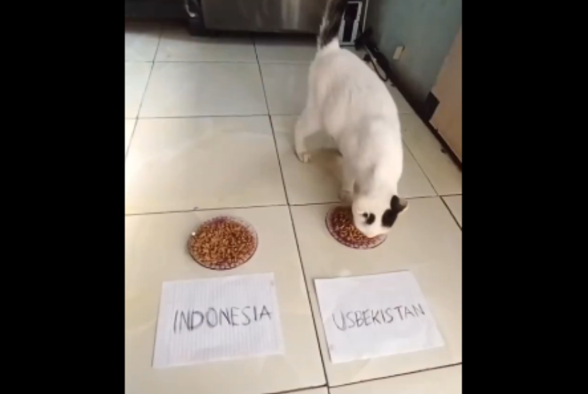 Kucing putih memilih makan dari piring yang di depannya terdapat tulisan Uzbekistan. Akun Komunitas Kocheng X di media sosial X memperlihatkan ramalan pemenang duel Indonesia vs Uzbekistan di Piala Dunia U-23 2024.